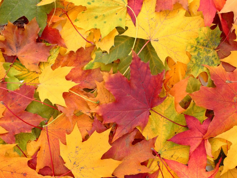 Close-up of maple leaves