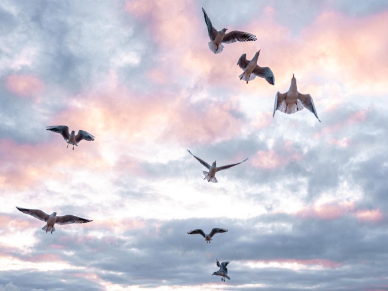 Flock of seagulls in pink clouds at sunrise aerial freedom