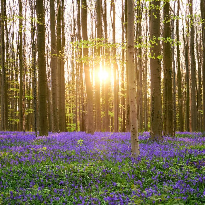 Flowers growing on tree during sunset
