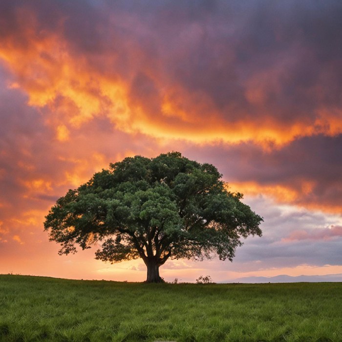Photo wide angle shot of a single tree growing under a clouded sky