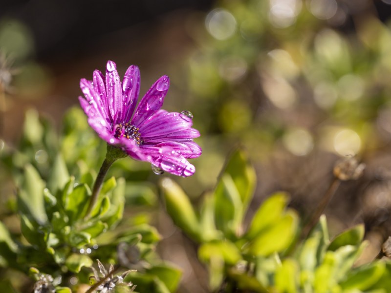 Selective focus shot of a purple osteospermum flower with water droplets