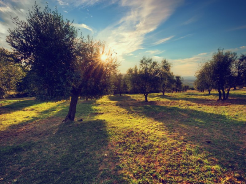 Trees planted on dirt roads