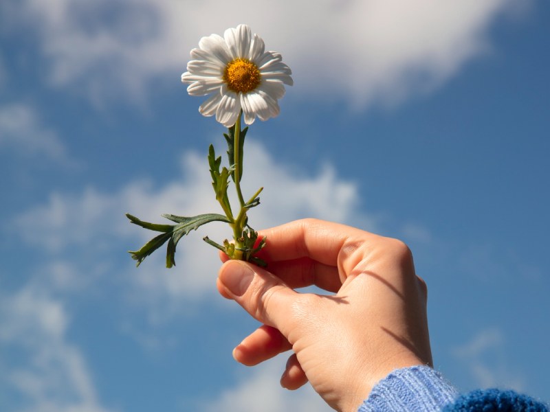 l life of daisy flowers