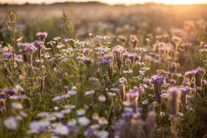 lavender-fower-field